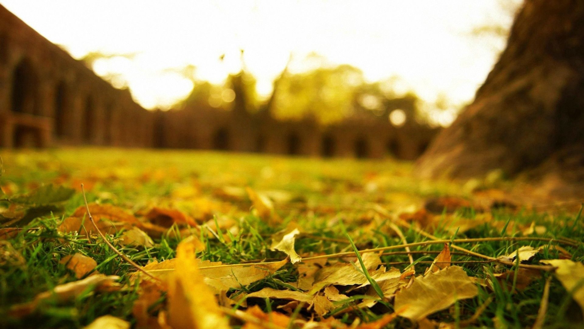 лист осень трава природа без смс